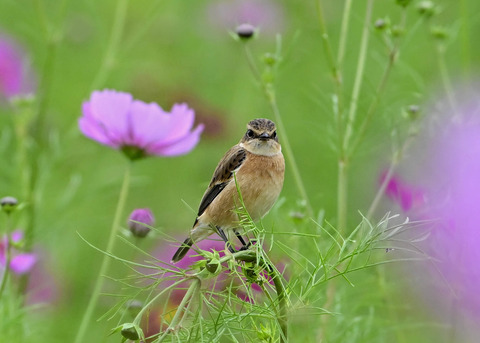 ノビタキ♀9667