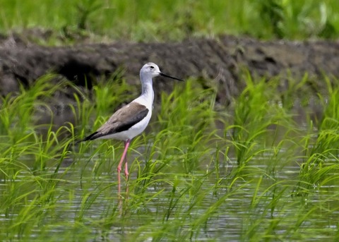 セイタカシギ9162