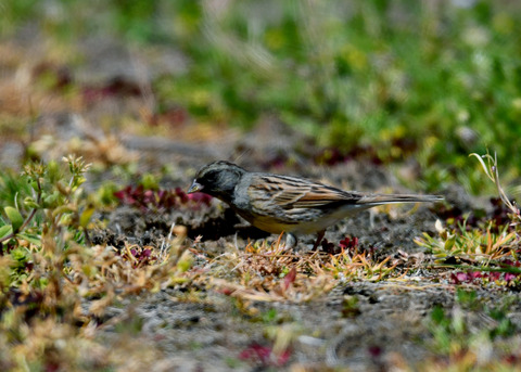 シベリアアオジ♂8451