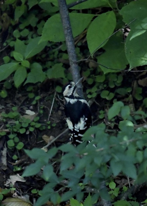 アカゲラ♂8362