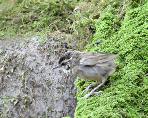 ヤブサメ幼鳥4894