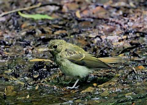 キビタキ幼鳥3685