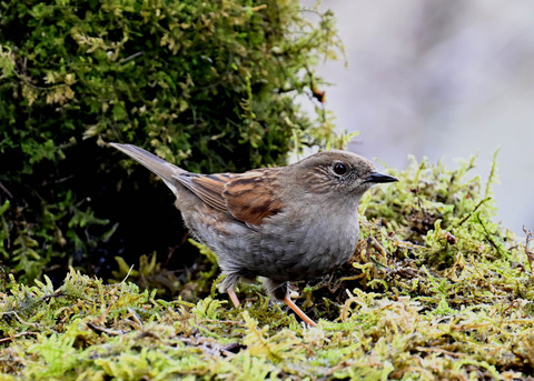 カヤクグリ7243