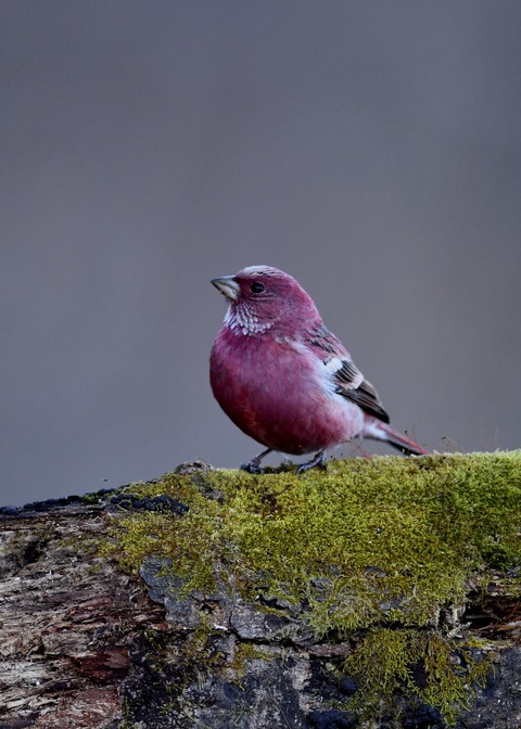 オオマシコ♂9598