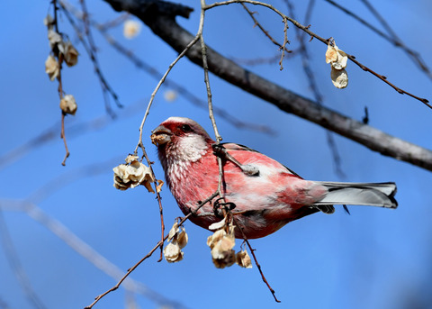ベニマシコ♂2372