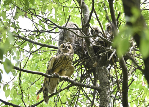 トラフズク♀2824