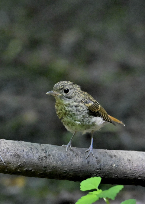 キビタキ幼鳥4628