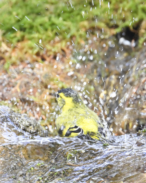 マヒワの水浴び9906