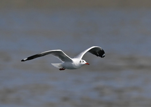 チャガシラカモメ3467