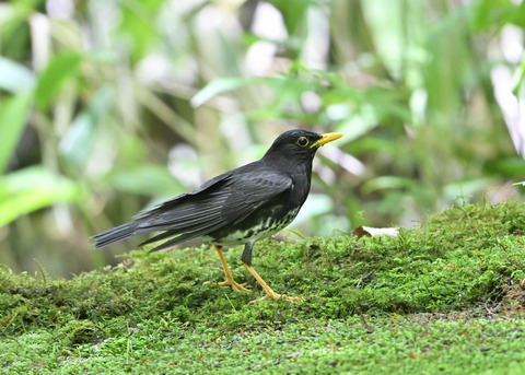 クロツグミ♂0354