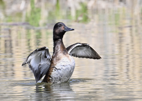 アカハジロ♀3852