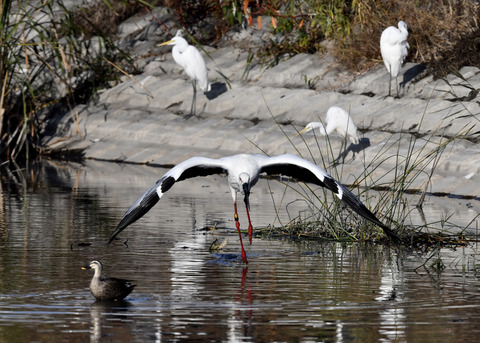コウノトリ(J0127)6502