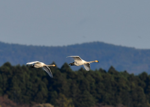 オオハクチョウ3665