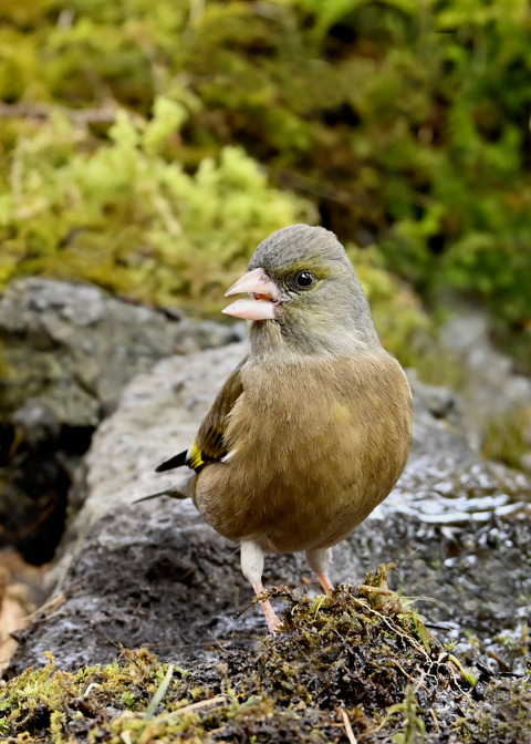 オオカワラヒワ♀2119