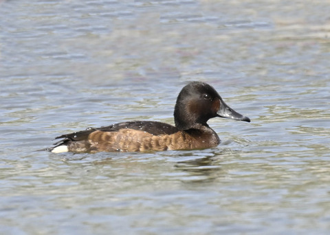 アカハジロ♀3769