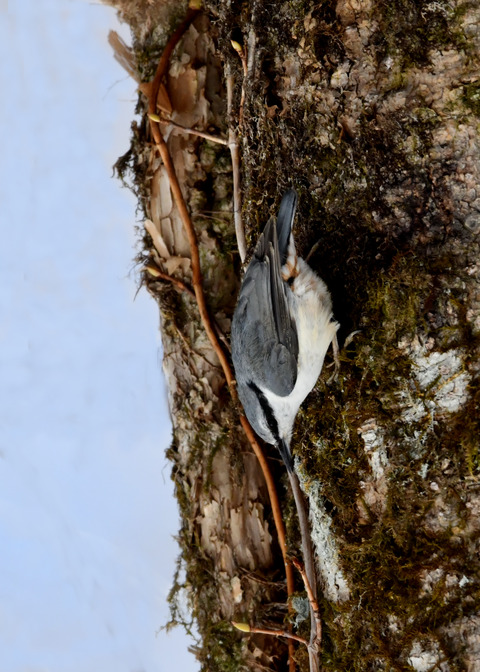 ゴ゛ュウカラ4076