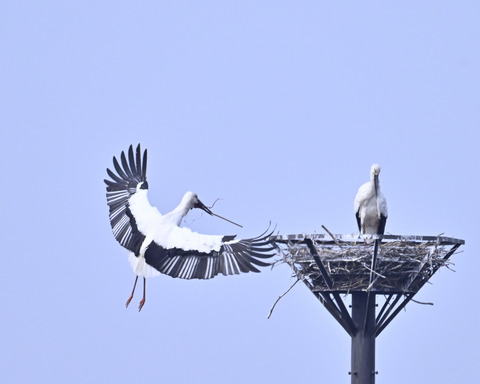 飛ぶコウノトリ7368