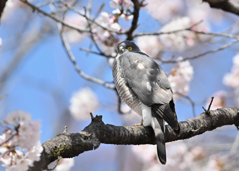 ツミ♀0143