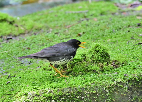 クロツグミ♂1229