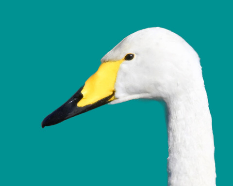 オオハクチョウ3000