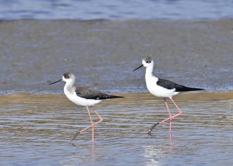 セイタカシギ♂3528