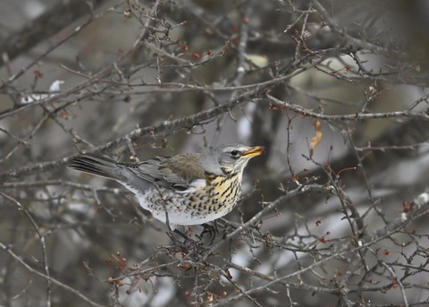 ノハラツグミ1388