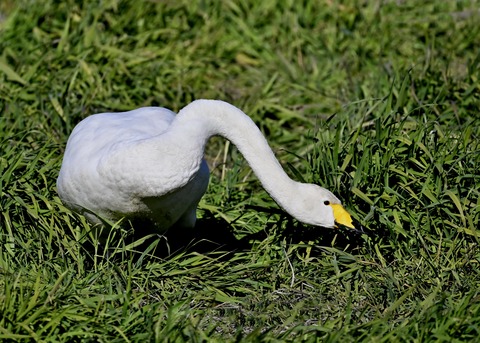 オオハクチョウ3529