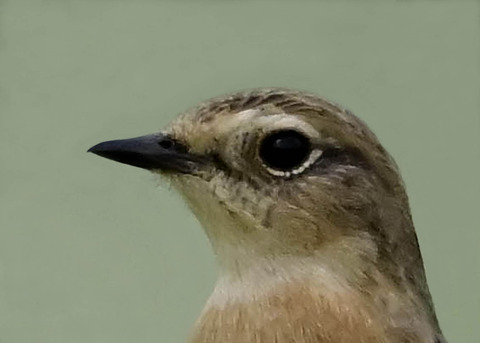 ノビタキ♀5000