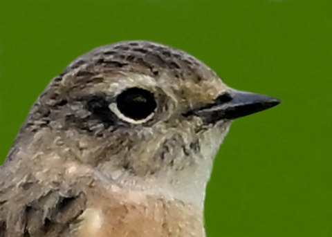 ノビタキ♀1002