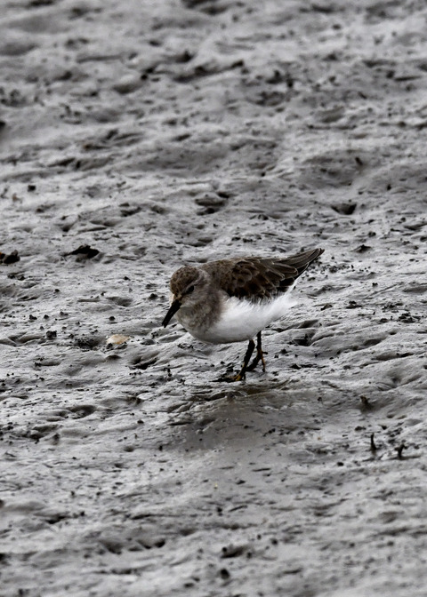 オジロトウネン3653