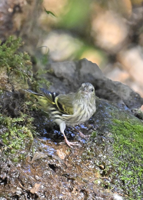 マヒワ♀1334