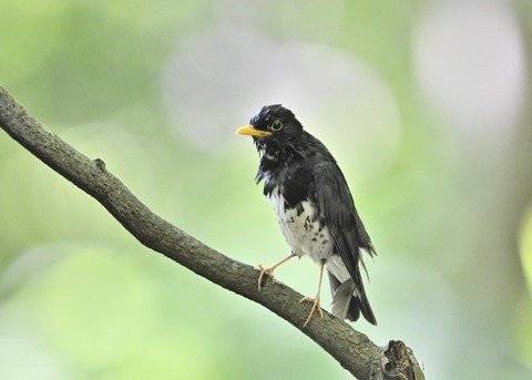 クロツグミ♂0230