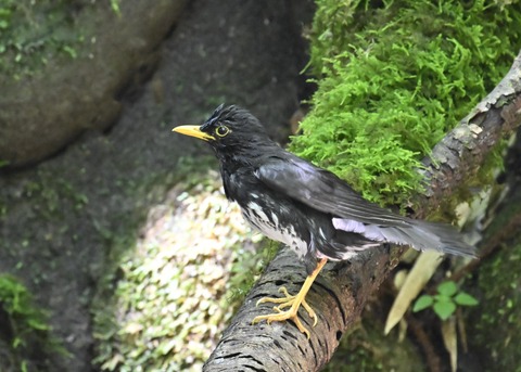 クロツグミ♂4453