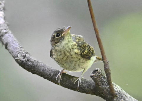 キビタキ幼鳥2644