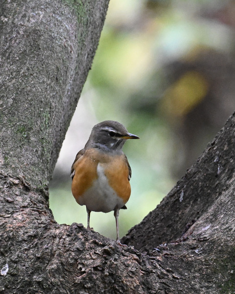 マミチャジナイ2382