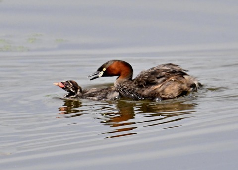 カイツブリ親子2878