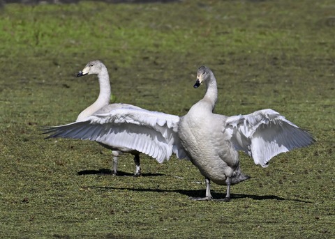 オオハクチョウ幼鳥3856