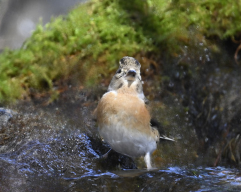 アトリ♀8261