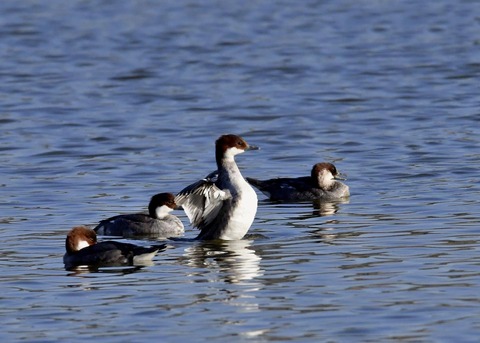 ミコアイサ♀0873