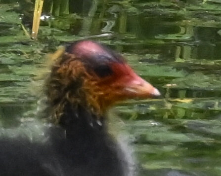 オオバンのひな6002