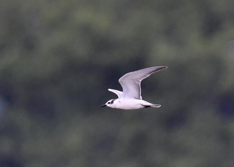 クロハラアジサシ2763