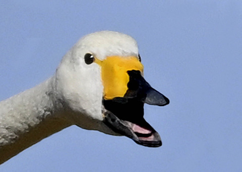 オオハクチョウ0001