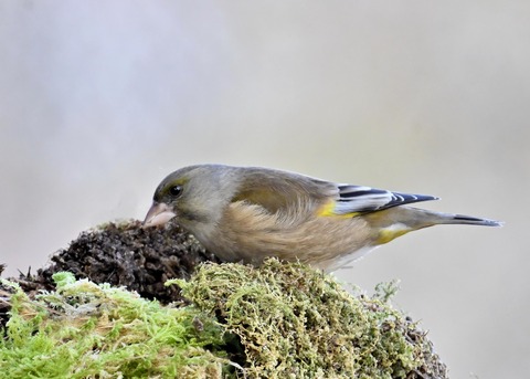 オオカワラヒワ8032