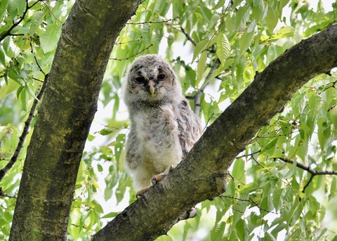 フクロウのヒナ②4329