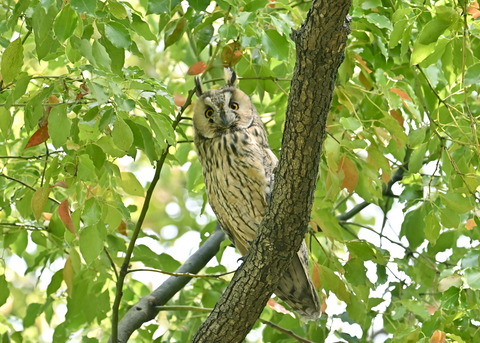 トラフズク♂6932