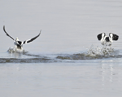 飛ぶミコアイサ♂4966