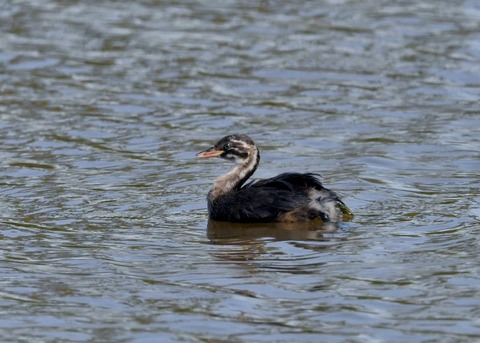 カイツブリ幼鳥0262
