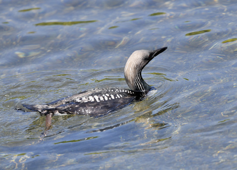 シロエリオオハム夏羽8934