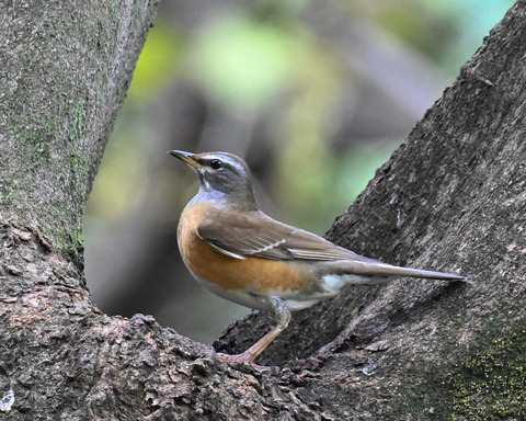 マミチャジナイ1090
