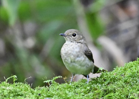 キビタキ♀1189